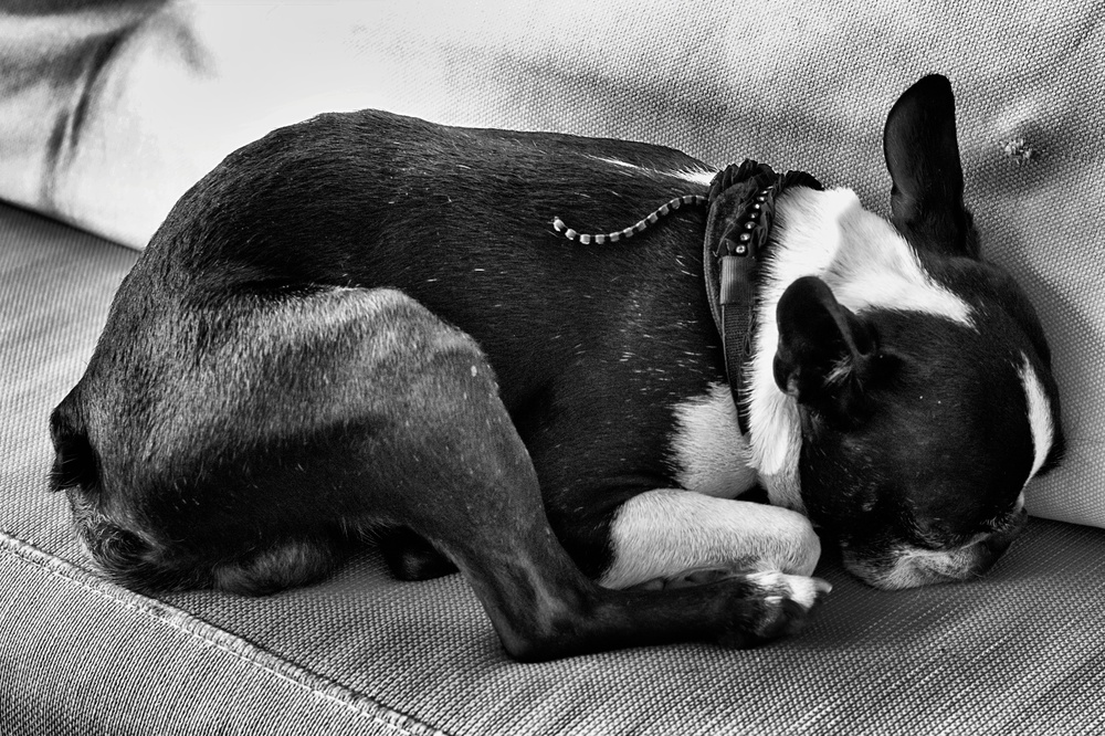 Lapdog on sofa: 35mm Summicron, f/2 at 1/125s, 1000 ISO