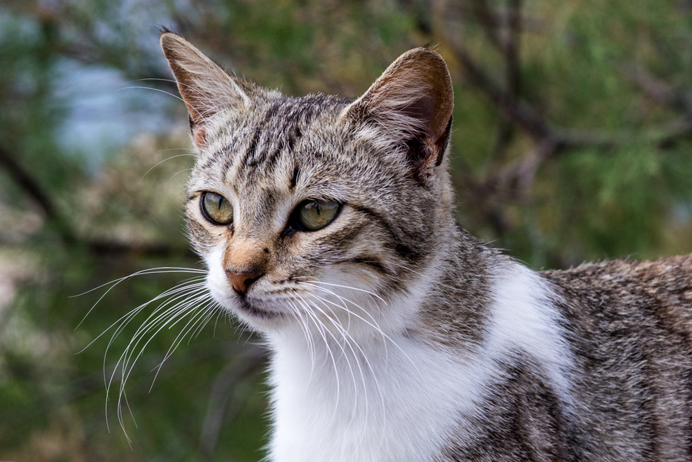   The compact and light Leica 50mm Summicron ASPH also makes a good fist of portrait photography and is the cat