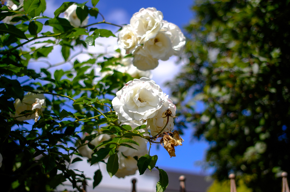   f/2.8  