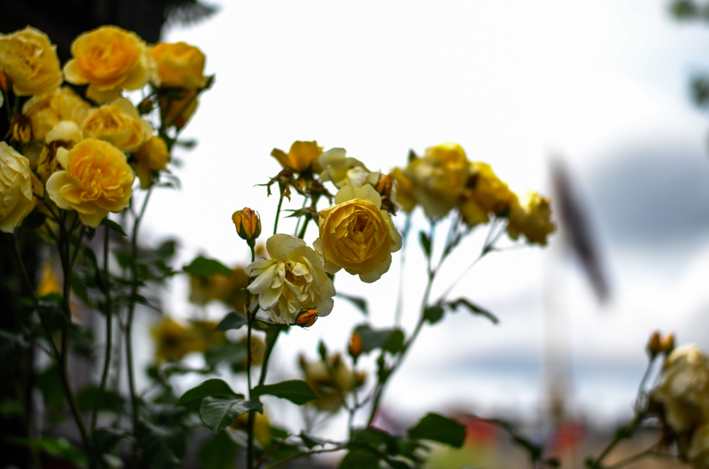   Roses, f/1.4  