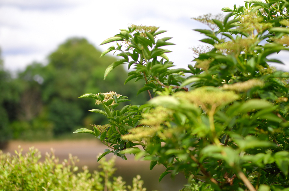   Selective focus, f/2.8  