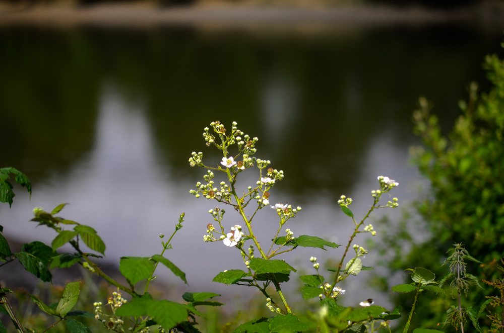   River flower, f/2.8  