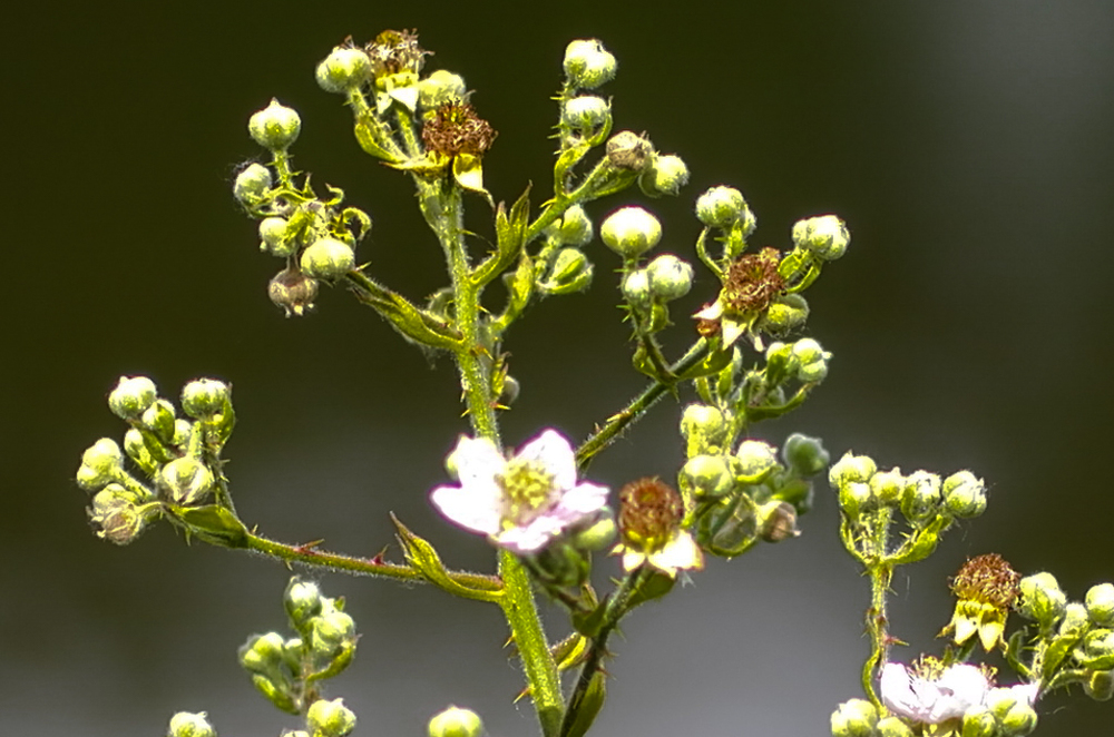   Detail from above, note the minor fringing which I have not attempted to eliminate   