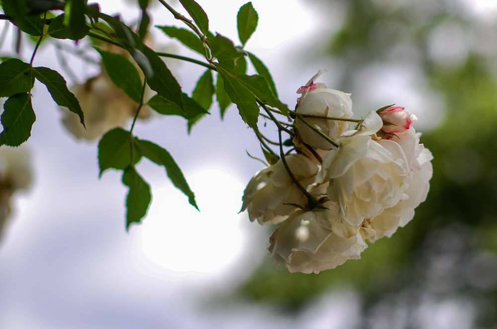   Roses, f/2.8  