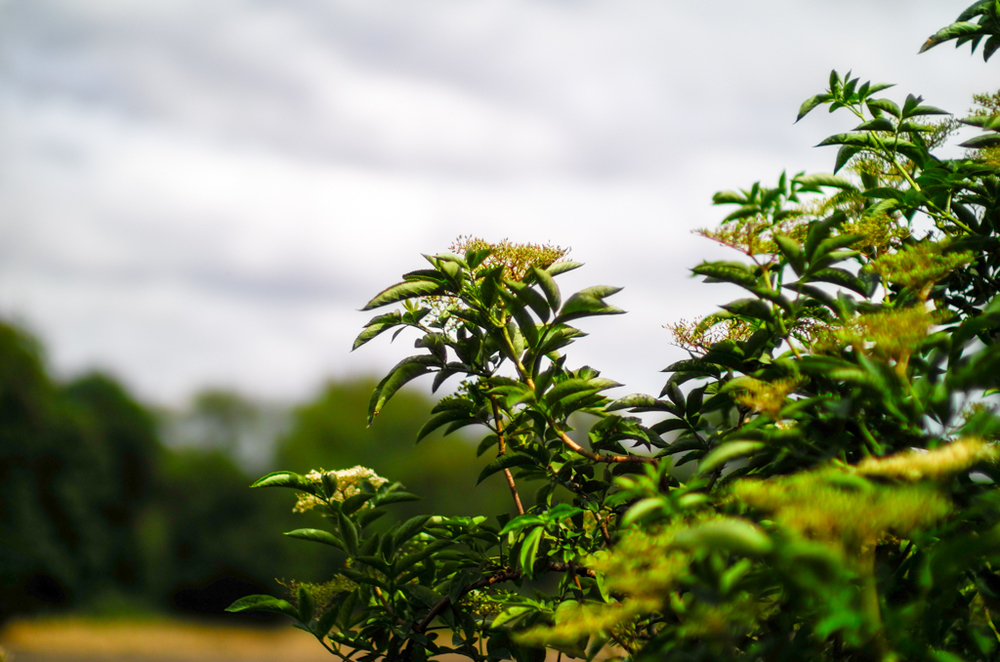   More selective focus, f/2 with ND filter  