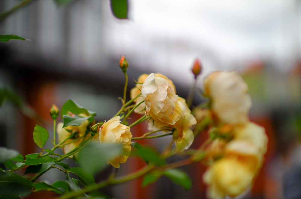   More roses (the only flower I recognise) at f/1.4 with ND filter  