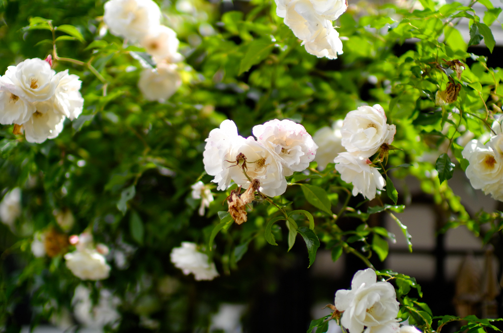   And again, f/2  