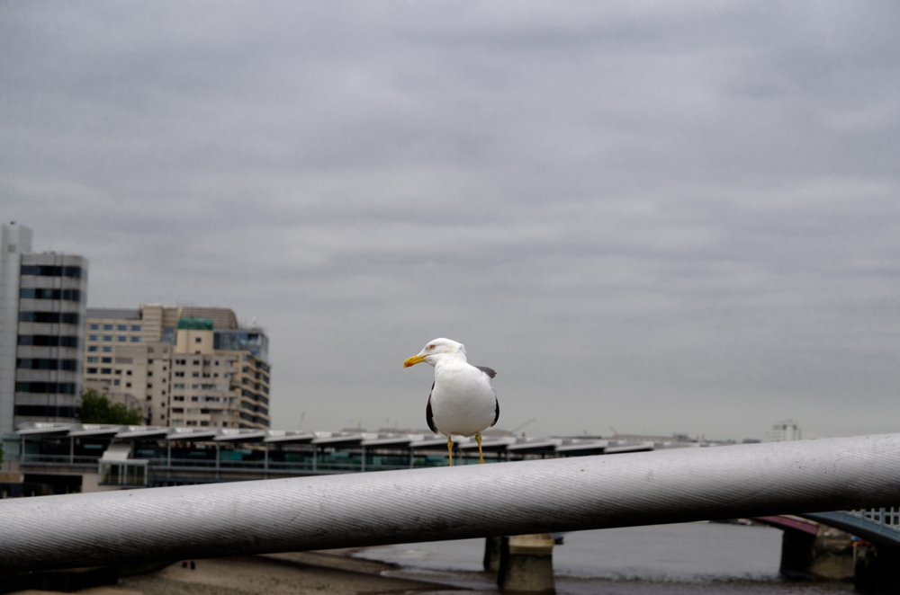   Vigilant bird, 85mm zoom, ISO 100  