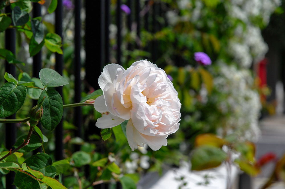   Rose, 85mm, ISO 100  