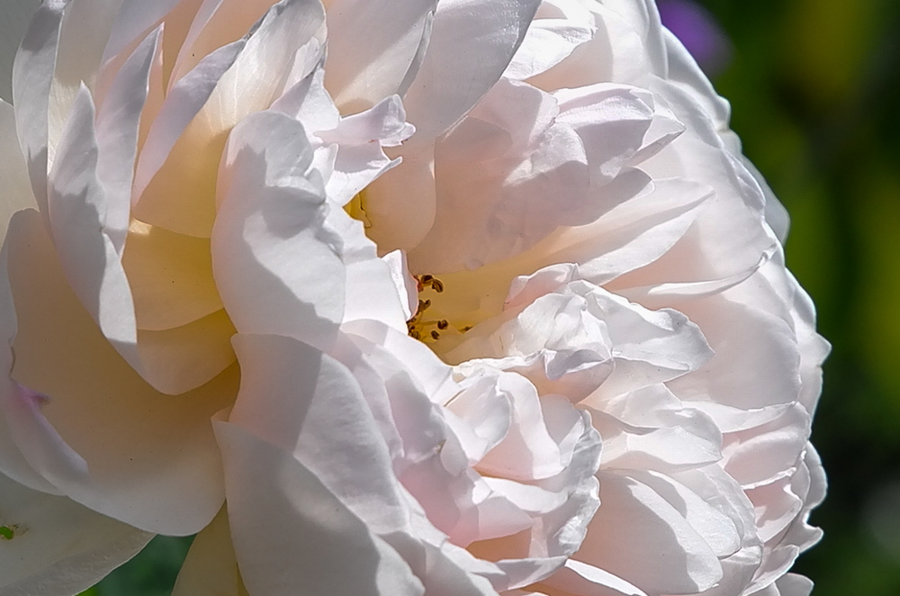   Detail from the above jpg  