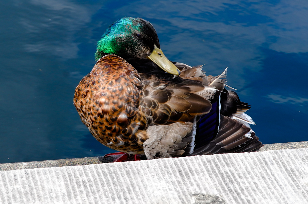   Donald, 27mm, ISO 100  