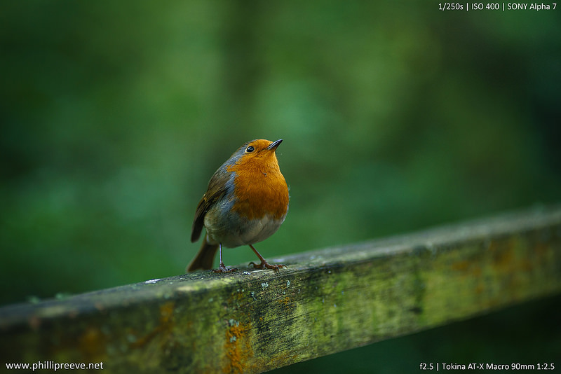 Manual focus, as demonstrated here with a 90mm f/2.5 Tokina AT-X Macro, can be a rewarding experience. It is simply more involving than autofocus and is easily learned. And you don