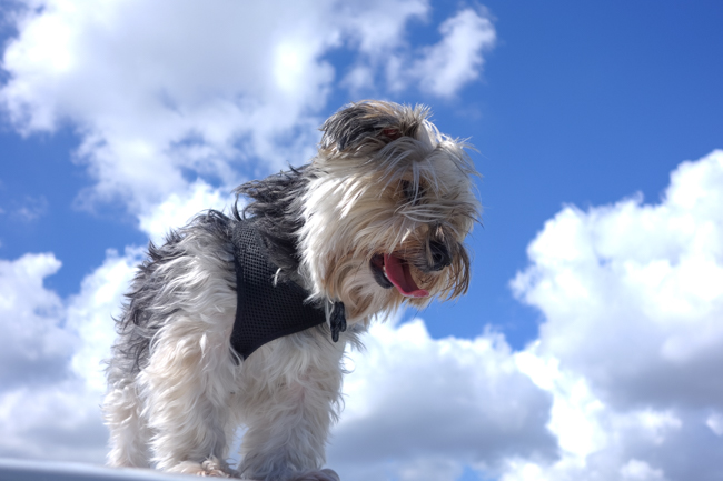 Dog lover pays homage: A great shot by Kishore Sawh, Panasonic LX100