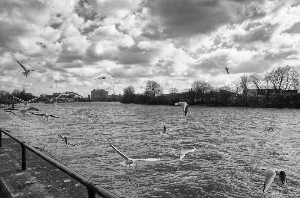 Seagulls at Hammersmith. f/8 @ 1/2500s, ISO 1000