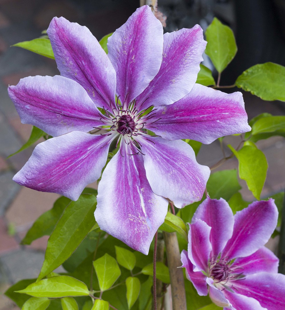 Clematis, 50-APO-Summicron and Leica M9 at f/8 (approximate 60% crop) (©Brian Bower FRPS). Click on image to enlarge
