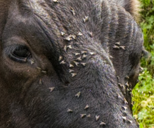 Pesky little cropped critters just won