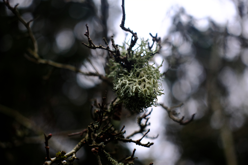 Tree Moss, 35mm