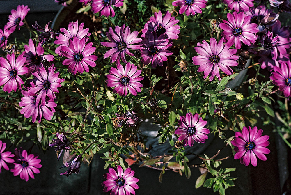Taken with a Leica screwmount camera using a Nooky Hesum close-up attachment (photograph by William Fagan)