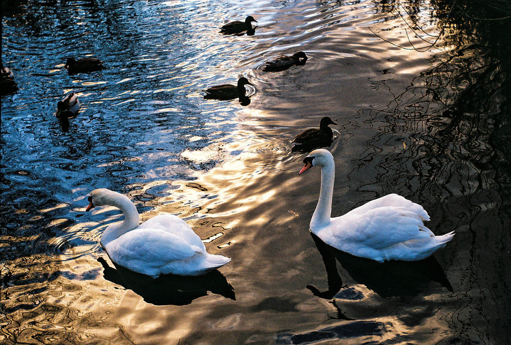 Taken with a Leica III and 5cm Summar (photograph by William Fagan)