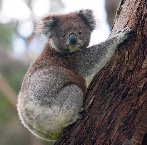 Greedy little bears fed by the Macs of Mac Foliage (Photo Wiki Commons)