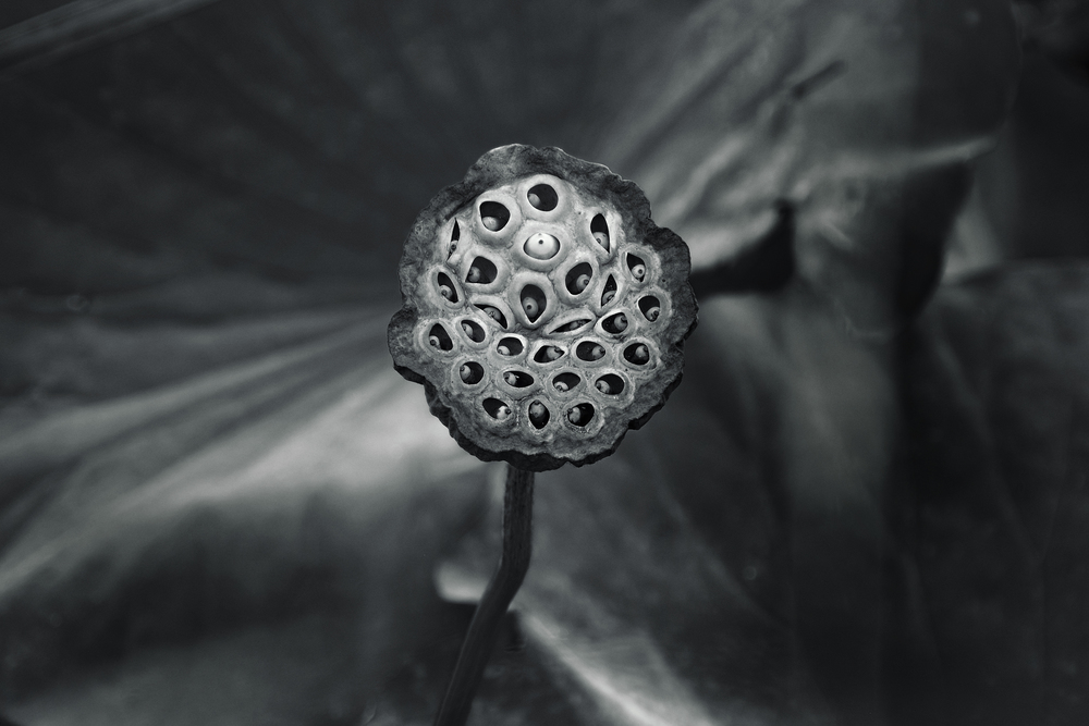 The seed of an idea: X-Pro 1 and 18-135mm zoom at 135mm