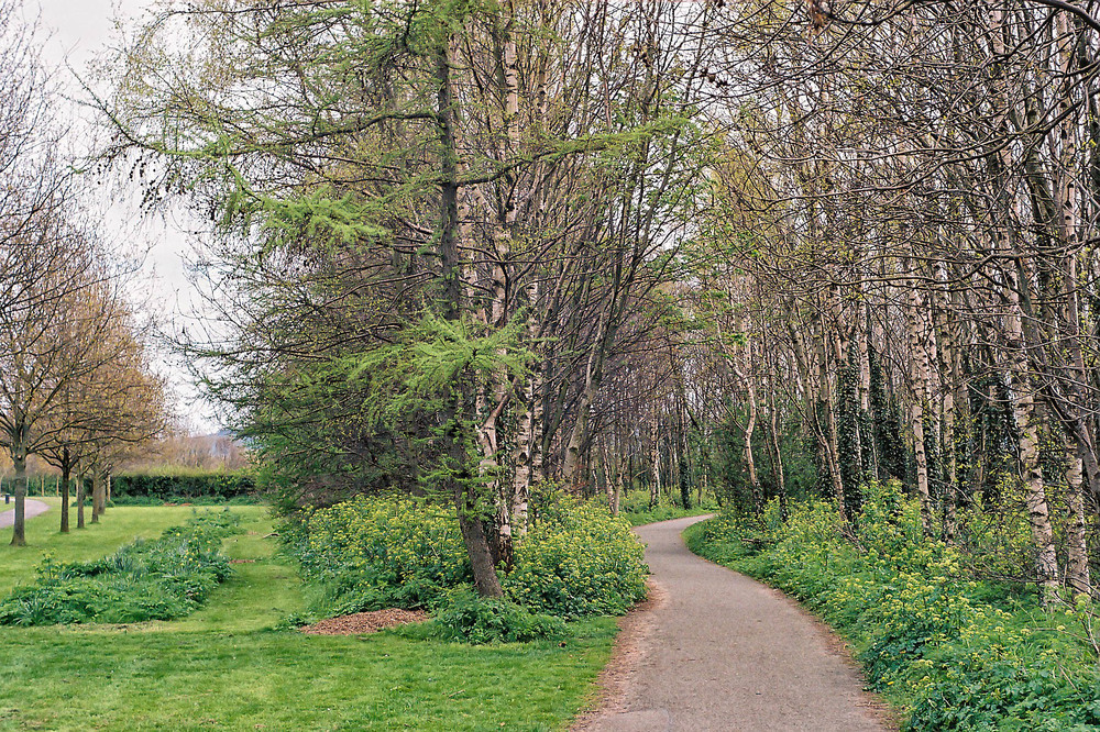  Woodland path taken with the M5 and 50mm Summarit. All photographs in this article by William Fagan 