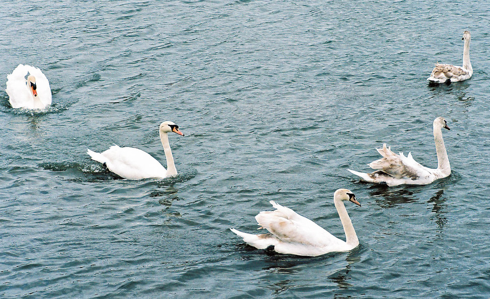 Above: Swan family captured with the 90mm Summicron
