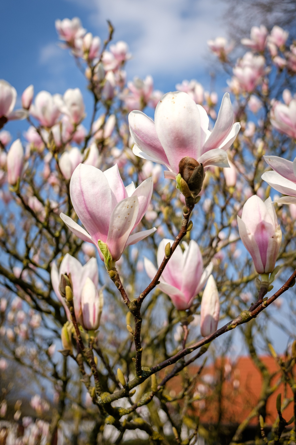An example of the rendering at wide aperture: Throughout, very pleasing.