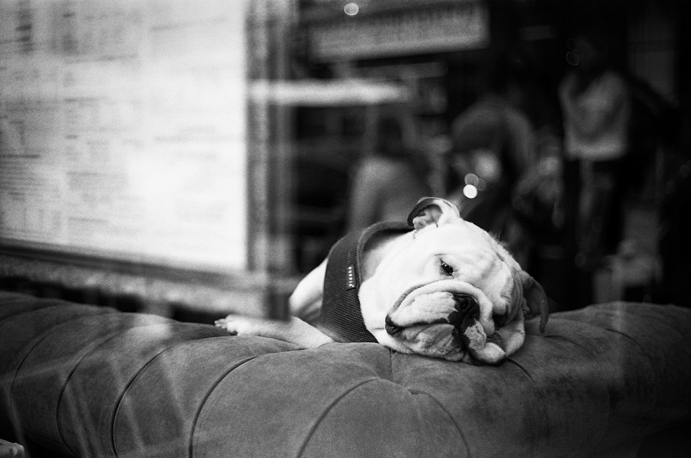  Buster the bulldog is no more impressed with Adam