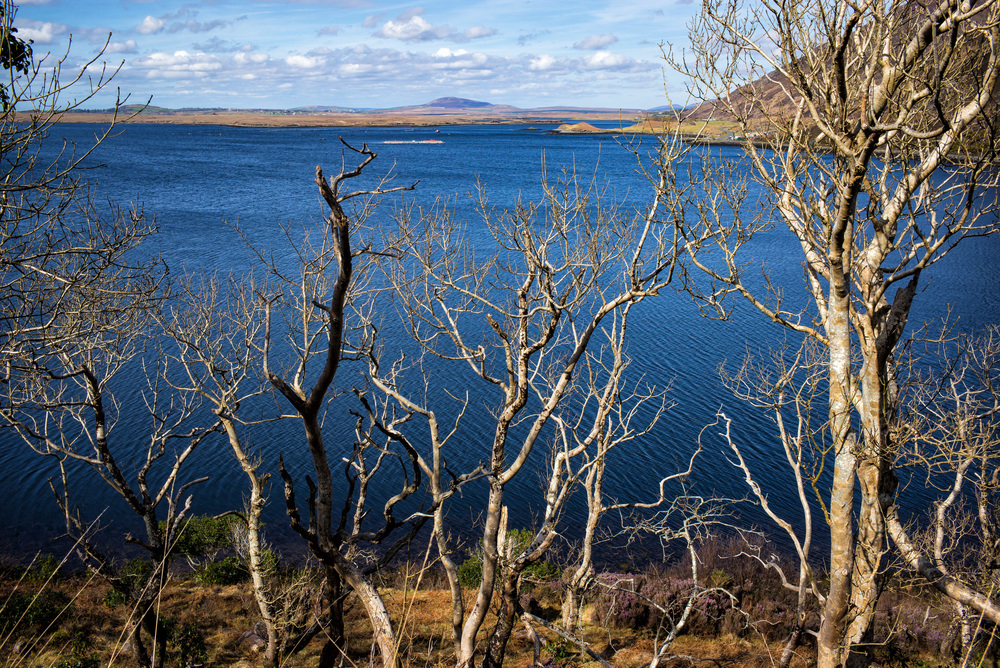 Photo 7: Greenway Mulranny-Achill Bare Trees