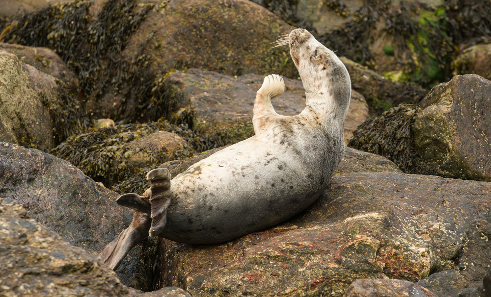 Photo 16: Stranded Seal, Keem Achill