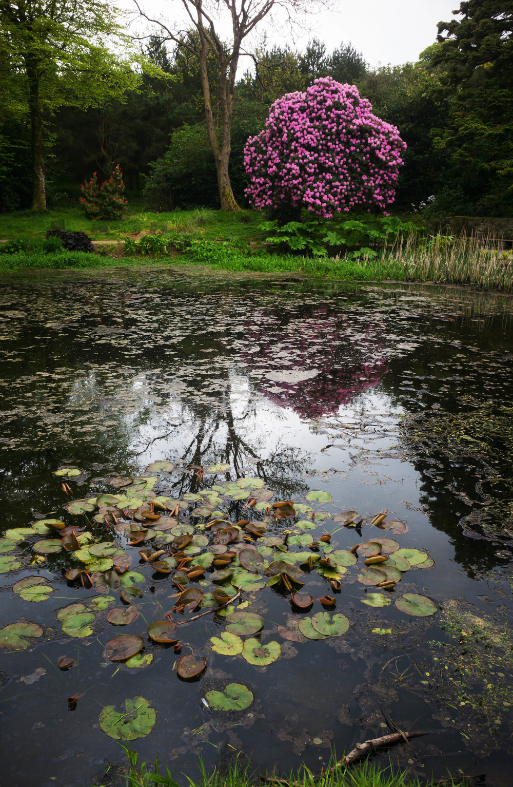 Kilmacurragh Arboretum, May 2016