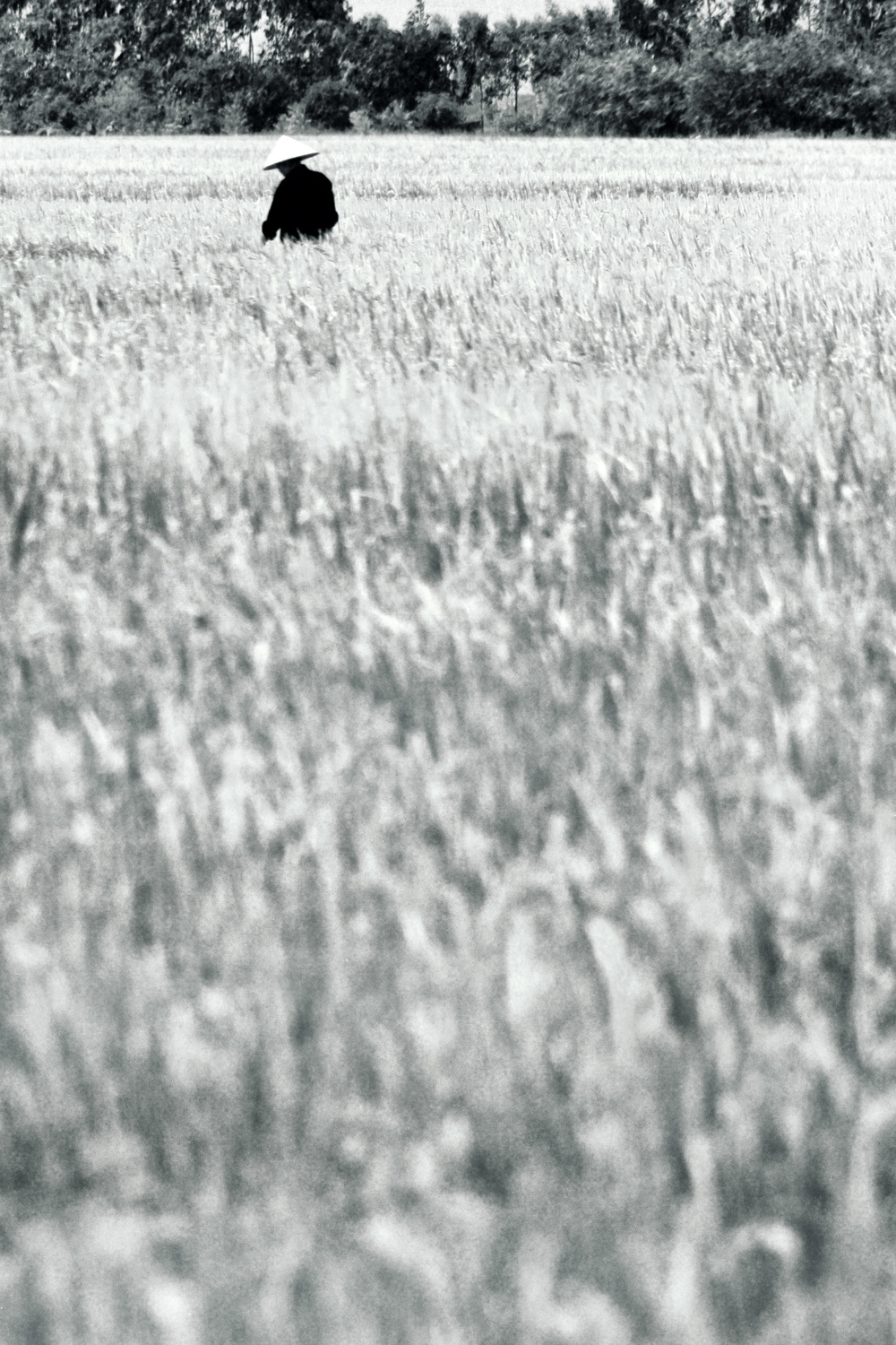 Farming in Vietnam, one of the more peaceful scenes I was asked to shoot