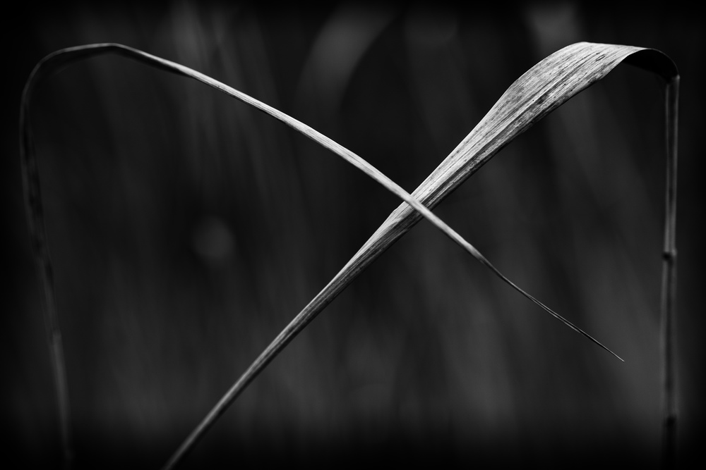 Criss Cross Leica SL with 24-90 Vario Elmarit SL Asph.