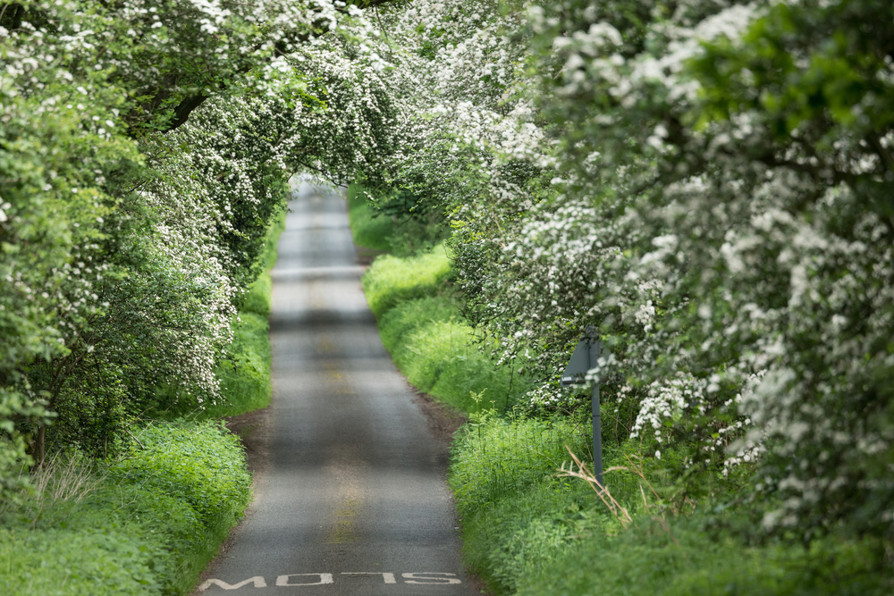 SLOW Leica SL with 90-280 Vario Elmarit SL Asph