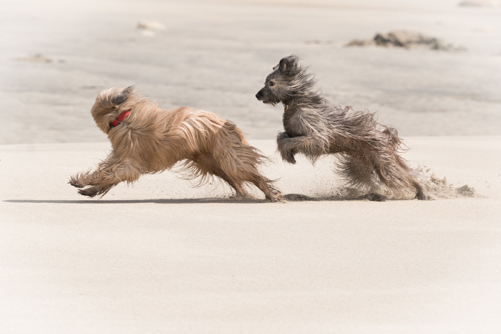 The Chase Leica SL with 90-280 Vario Elmarit SL Asph.