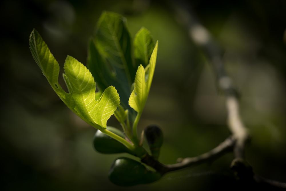 Catch Leica SL with 24-90 Vario Elmarit SL Asph