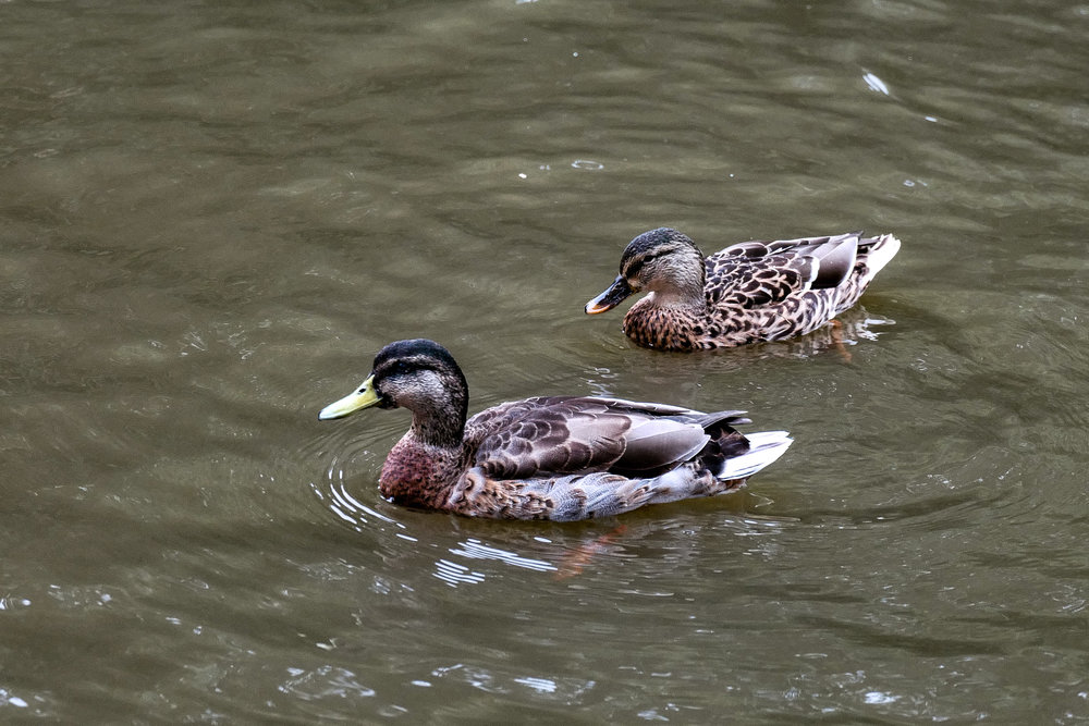 A bit of wildlife along the way (Leica SL)