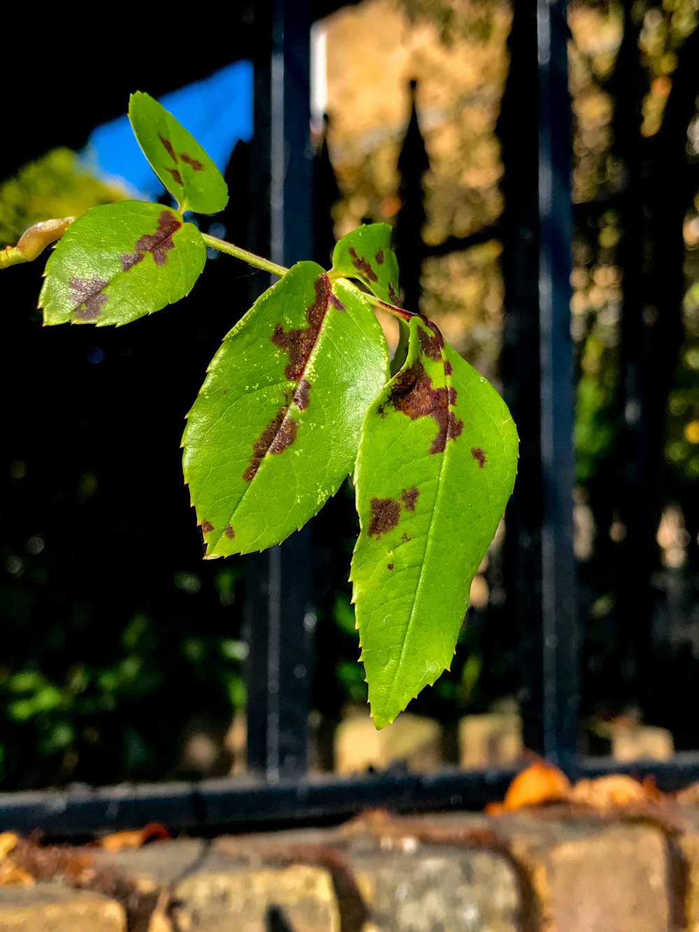 Taken with the No.1 wide-angle camera at f/1.8. This is without the new bokeh-enhancing software which is due later this year. For a smartphone camera this is pretty impressive. Exposure details below right.