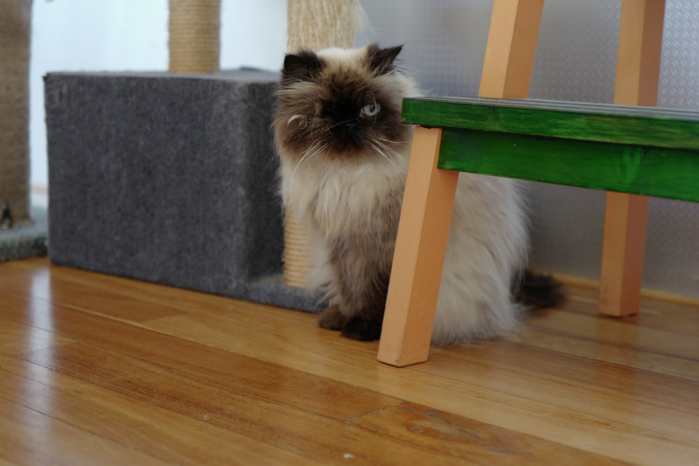 Zoe the Himalayan takes a one-eyed dim view of the Quid on the block.
