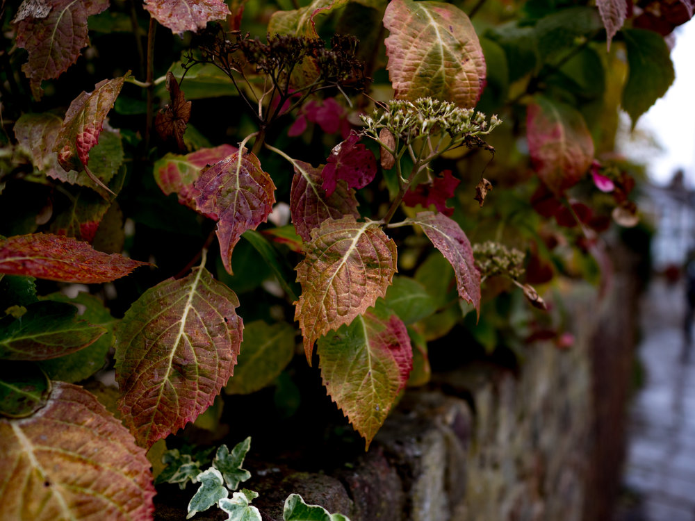 Another example of ultra-close focus. At this extreme the lens has the decency to add a bit of bokeh on the far right. It