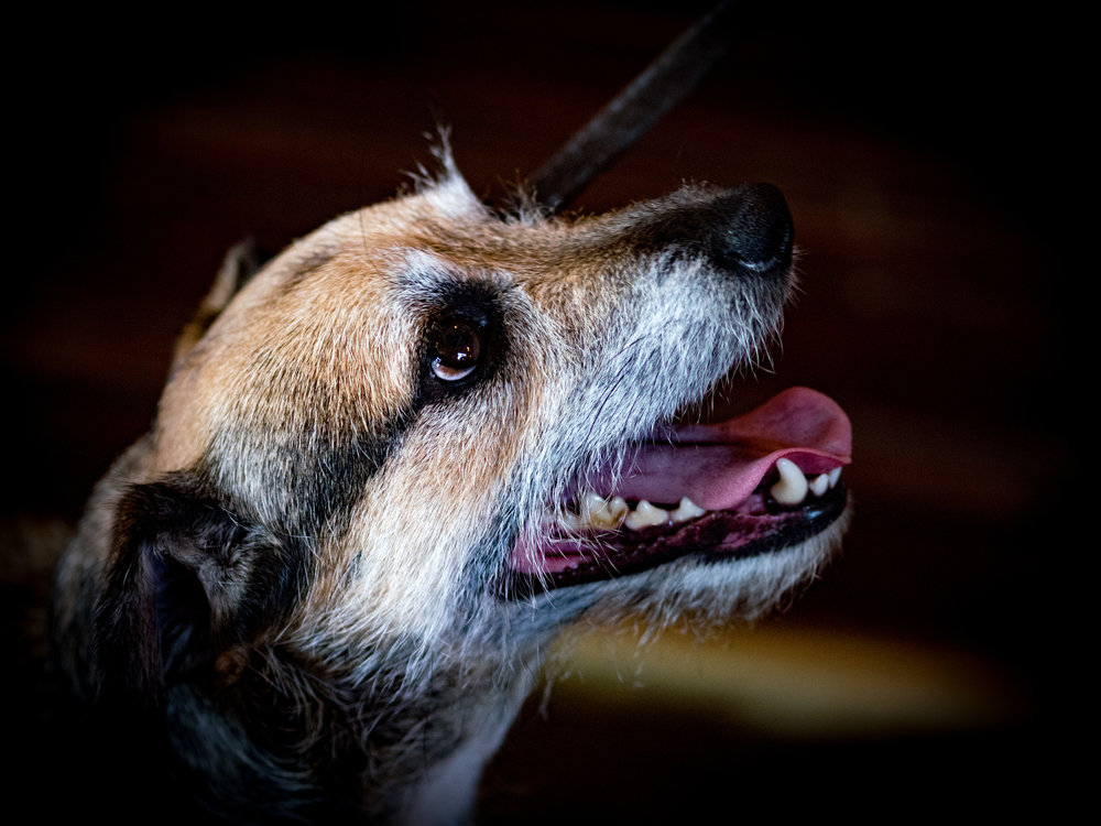 With the 75mm Olympus M.Zuiko f/1.8 (150mm equivalent), ideal for doggie portraits