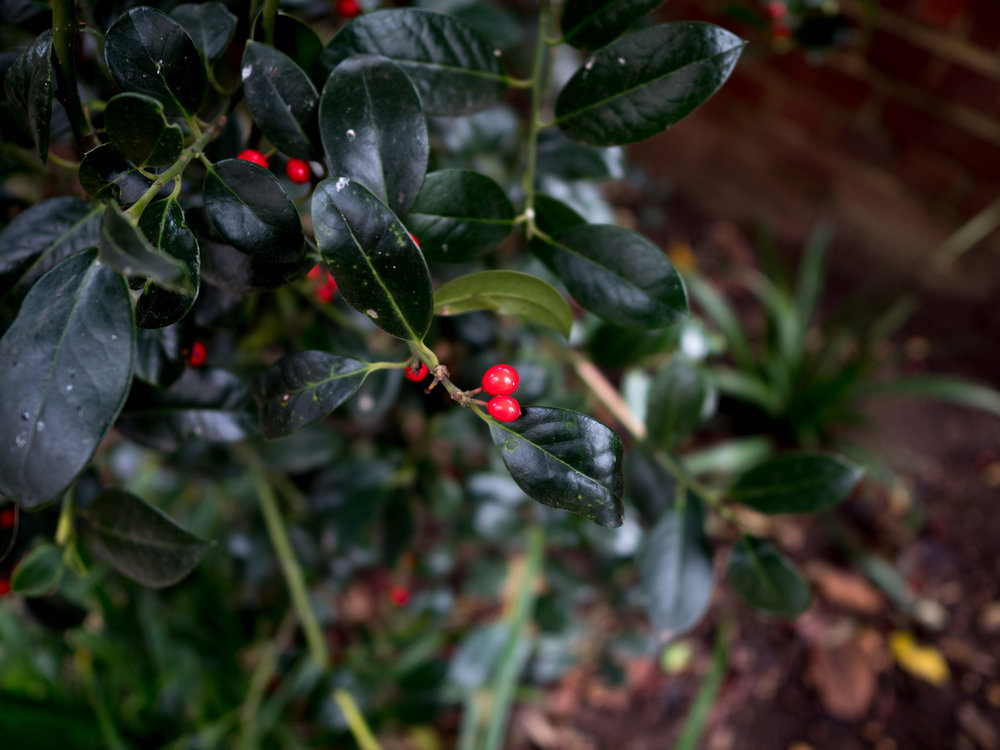With a minimum focus distance of 20mm you can get so close that the lens hood is almost touching the subject.