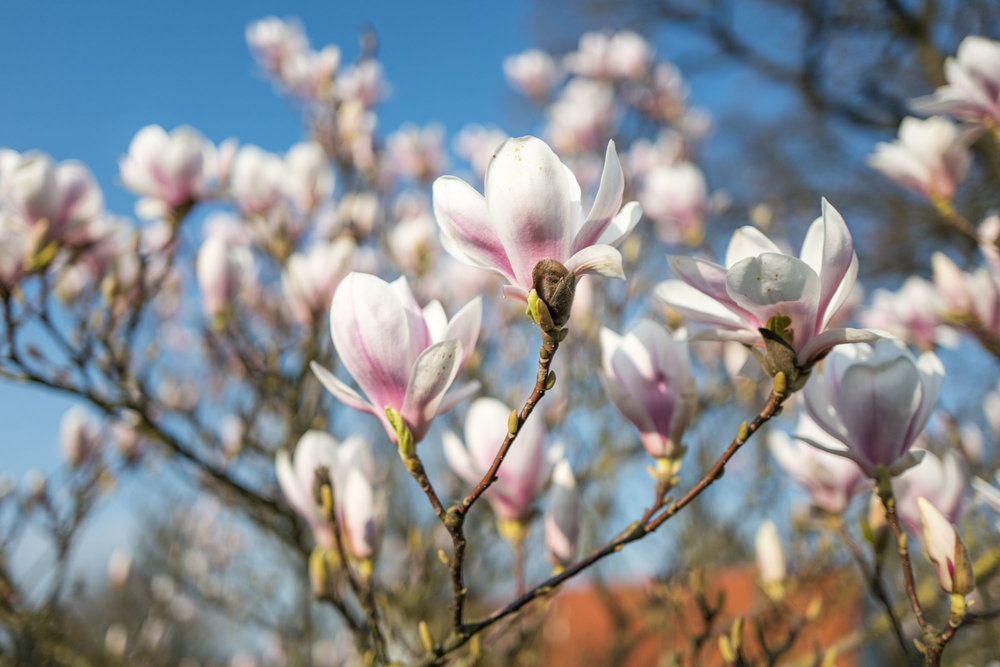 Magnolia — lots of Bokeh for such a wide angle thanks to the f/1.7 aperture