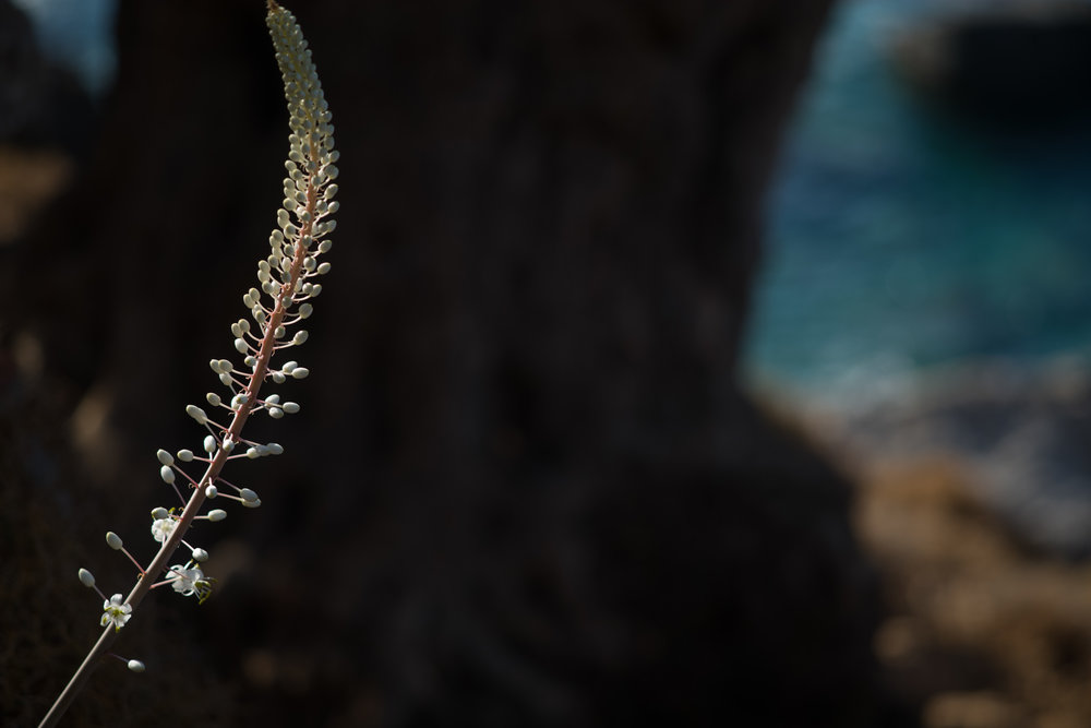 Sea Squill - Leica M10 with 90mm Macro Elmar M 1/500th ISO 100