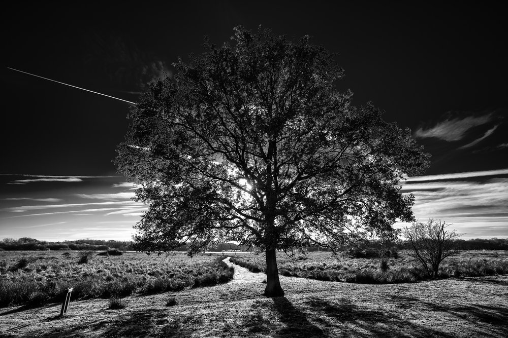 Fen Ley Lines- Leica M10 with 16-18-21mm f4 Wide Angle Tri Elmar 1/125th ISO 100