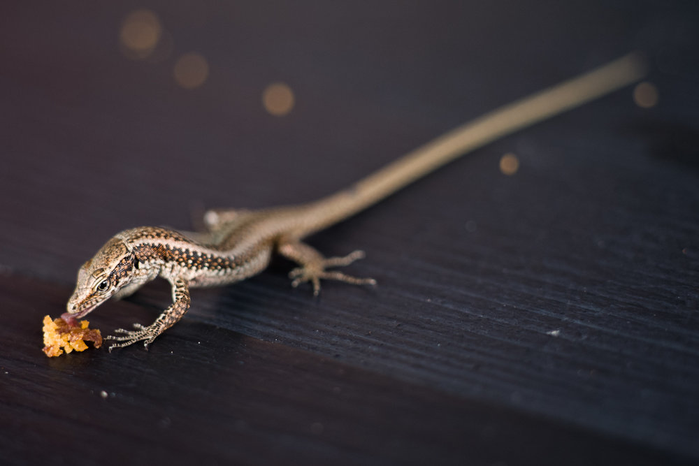 Cake Lizard (Madeira) - Leica M10 with 90mm Macro Elmar and the Macro Adapter M 1/180th 1600 ISO
