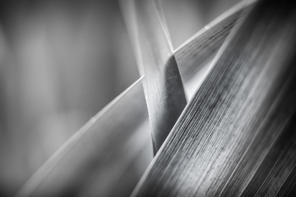 Criss Cross - Leica M10 with 60mm Macro Elmarit R 1/125th 100 ISO