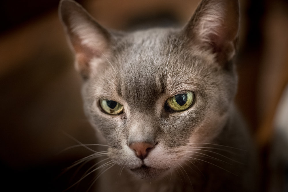 Leica SL with Leica 60mm Macro-Elmarit-R (Jonathan Slack)