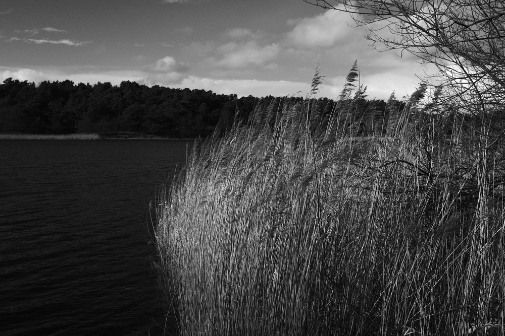 Acros does landscape